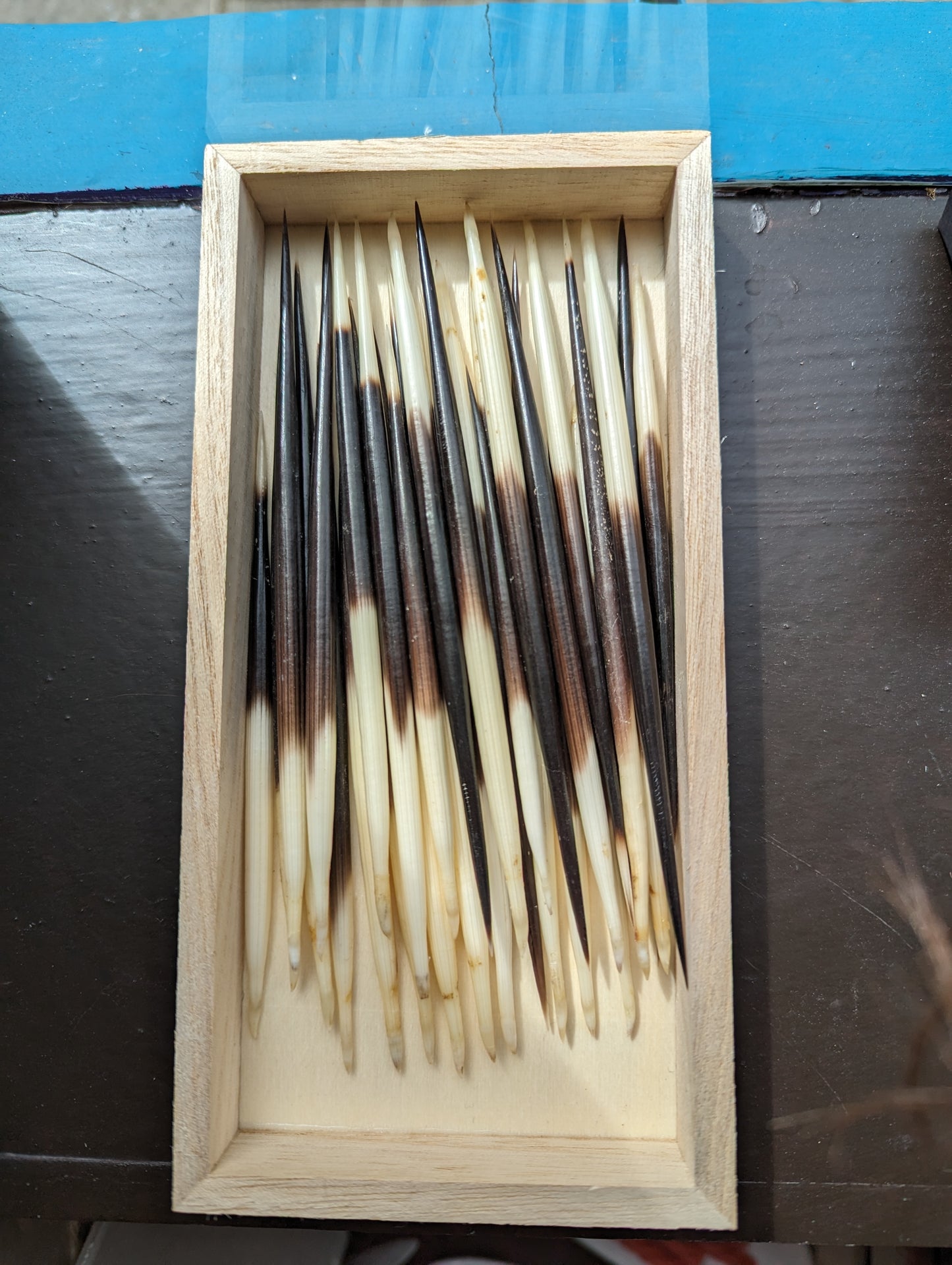 Porcupine Quill