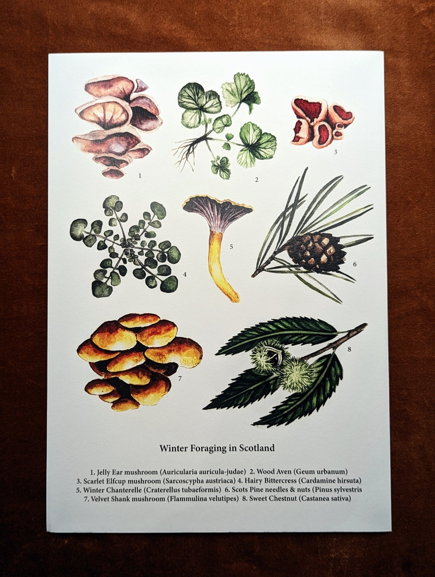 ‘Winter Foraging in Scotland' Print by Katrin Blackwater