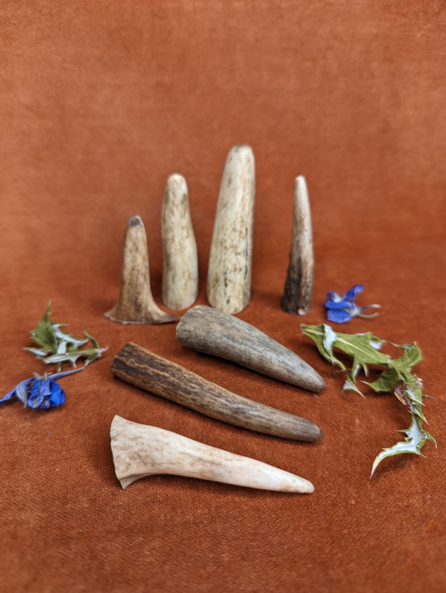 Deer Antler Tips