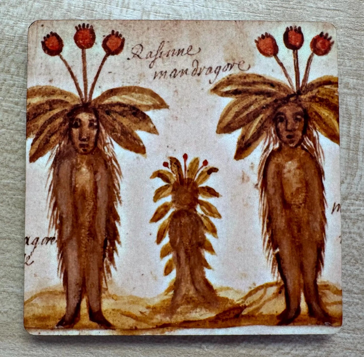 'Three Medieval Mandrakes' Fridge Magnet