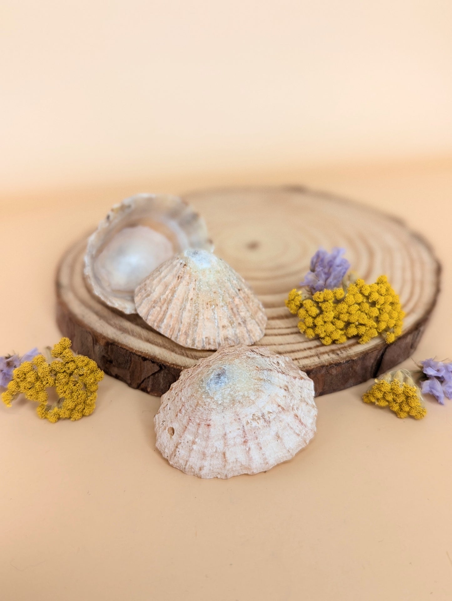 Limpet Shell Broom Extra