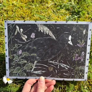 'Coot in Inky Waters' A5 print by Tulips & Heather