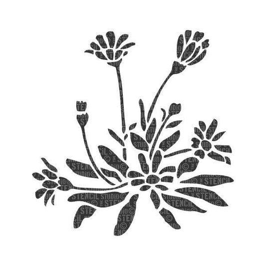 Osteospermum Stencil
