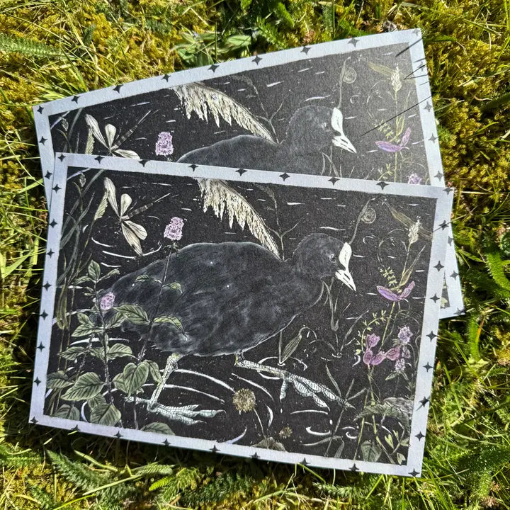 'Coot in Inky Waters' A5 print by Tulips & Heather