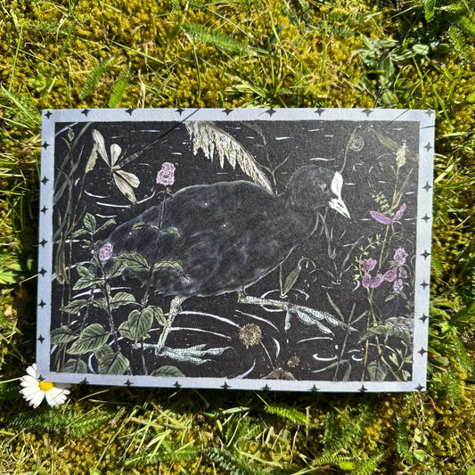 'Coot in Inky Waters' A5 print by Tulips & Heather