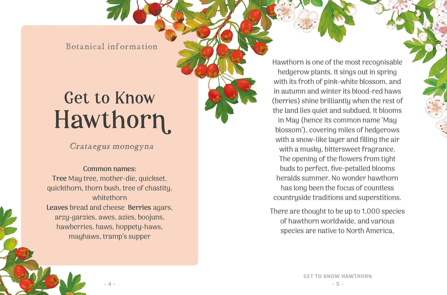 Little Wild Library: Hawthorn by Clare Gogerty