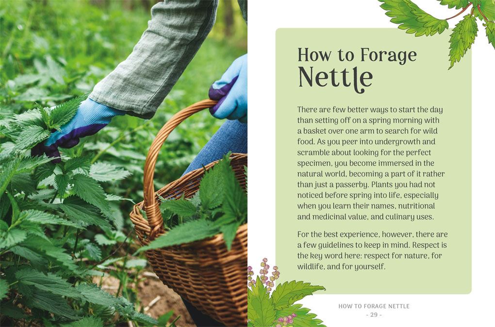 Little Wild Library: Nettle by Clare Gogerty