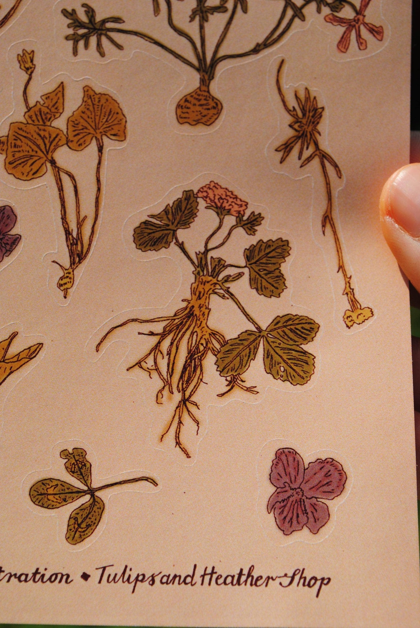 "Dried Flowers" Sticker Sheet