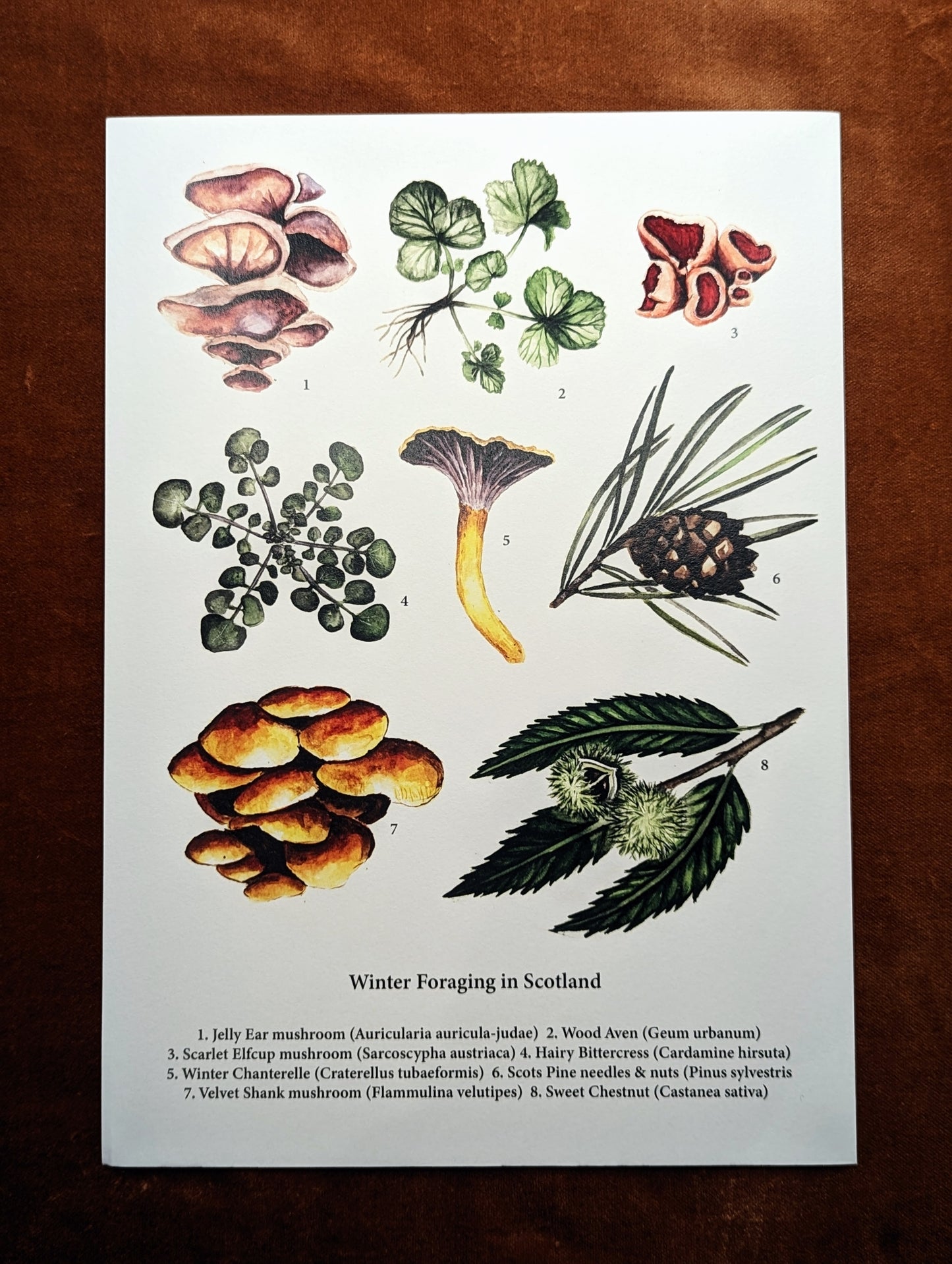 ‘Winter Foraging in Scotland' Print by Katrin Blackwater
