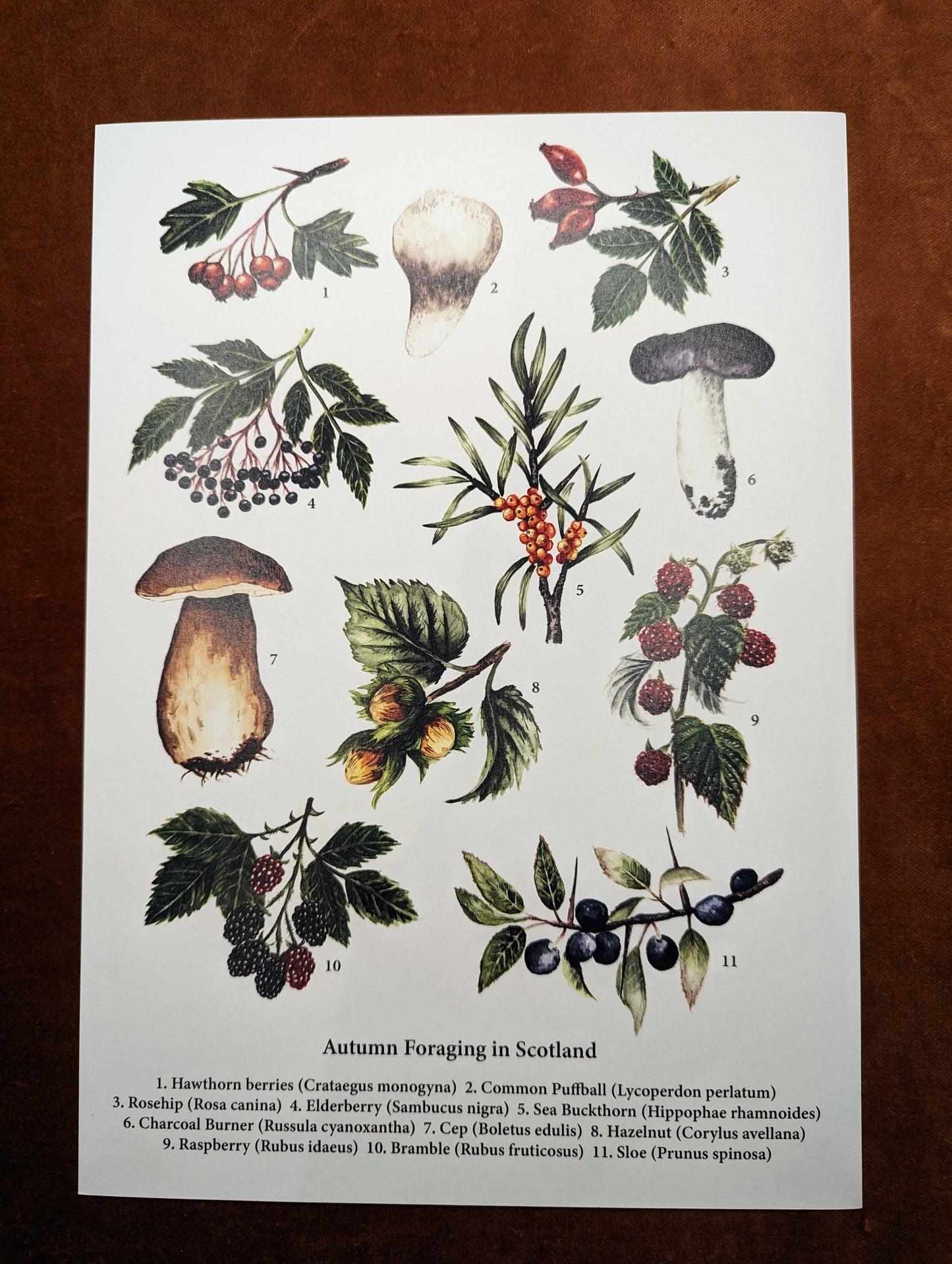 'Autumn Foraging in Scotland' Print by Katrin Blackwater