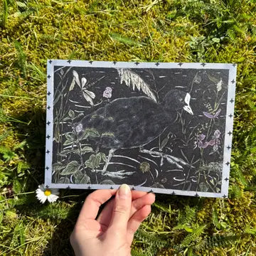 'Coot in Inky Waters' A5 print by Tulips & Heather