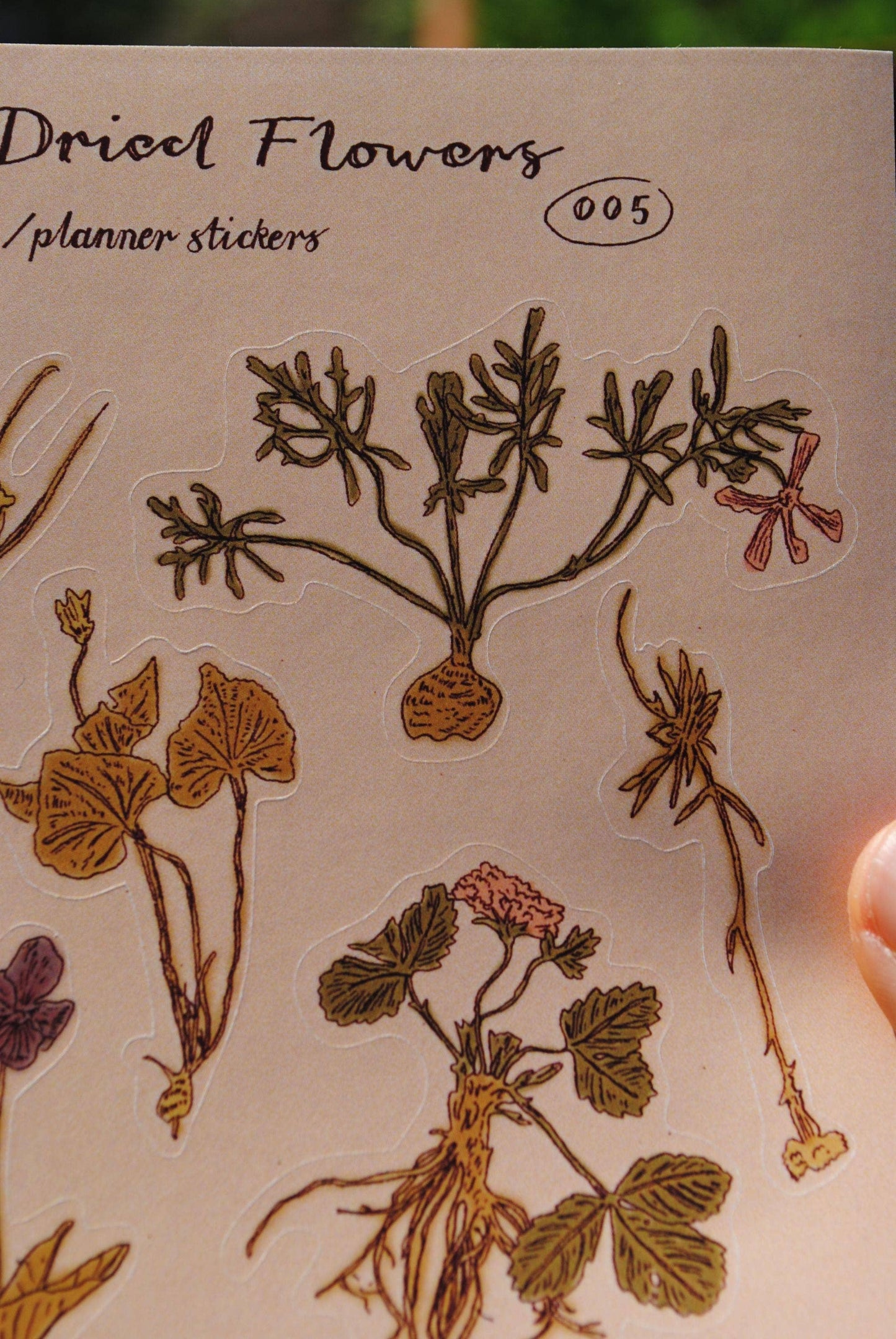 "Dried Flowers" Sticker Sheet