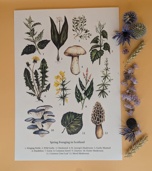 'Spring Foraging' Print by Katrin Blackwater