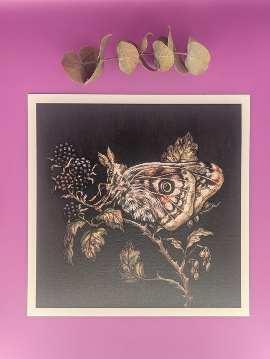 'Emperor Moth' Print by Ellena Dallas